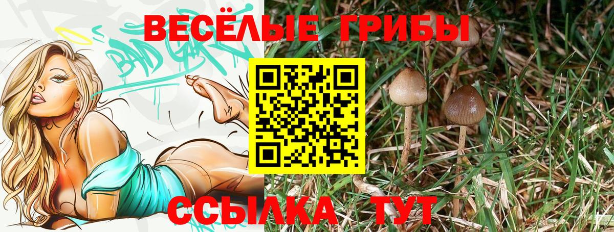 Галлюциногенные грибы Psilocybe Саратов